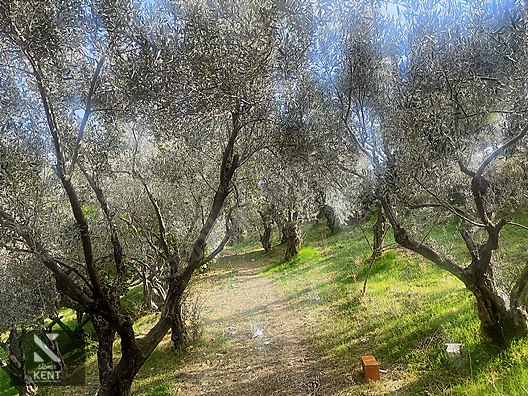Kemalpaşa Aşağıkızılca Satılık 1758 M2 Tek Tapu Zeytinlik - İZMİR KEMALPAŞA fotoğraf 17