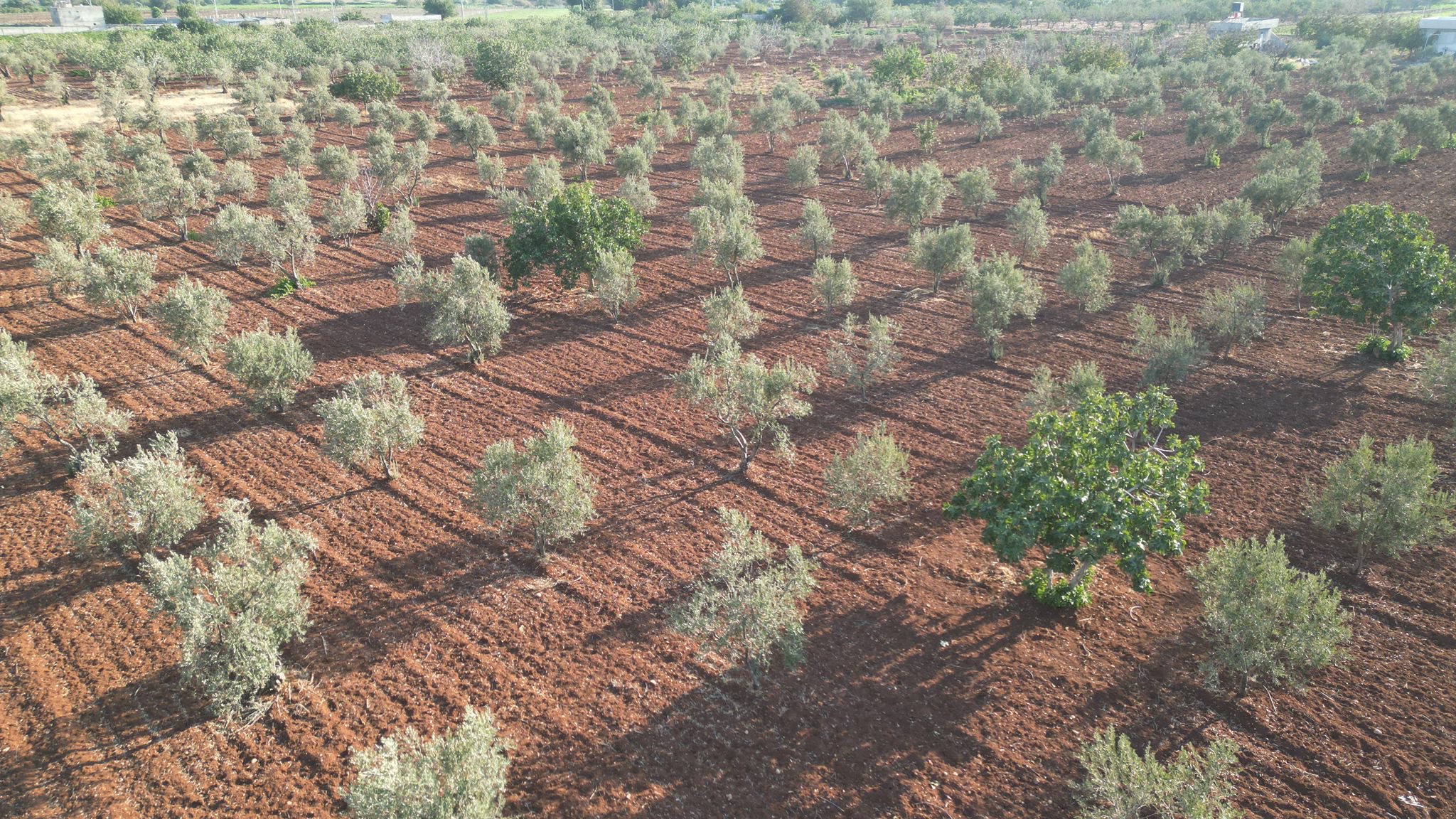 SATILIK 120 AĞAÇ ZEYTİNLİK - KİLİS MERKEZ fotoğraf 9