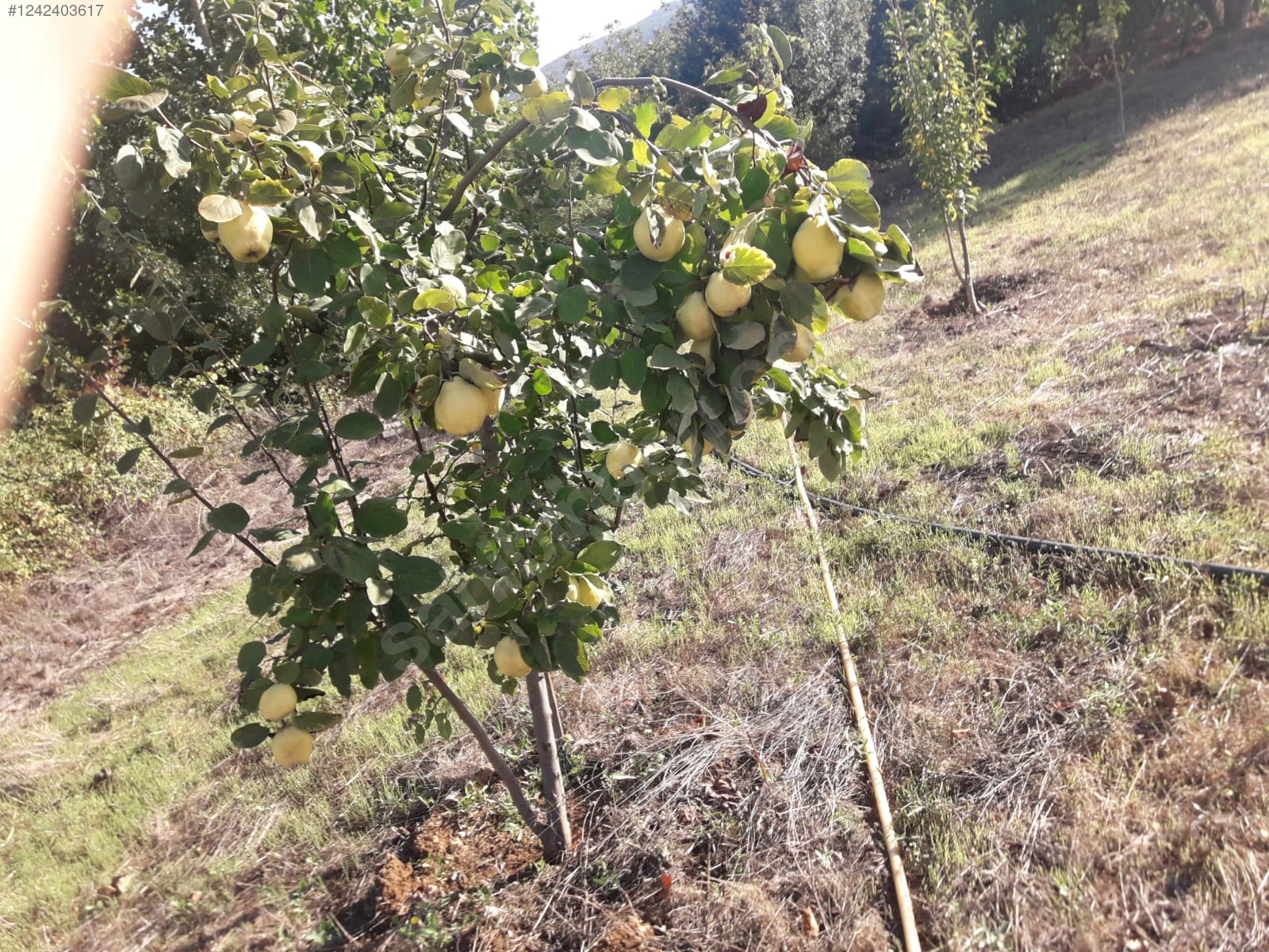 BURSA KARACABEY YEŞİLDERE KÖYÜNDE 2.950 M² TARLA SATILIKTIR - BURSA KARACABEY fotoğraf 12