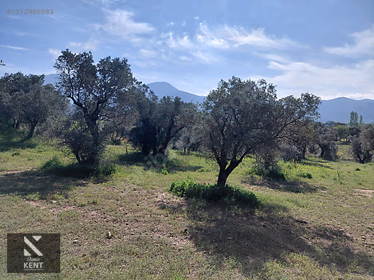 Kemalpaşa Dereköy'de Satılık 4850 m2 Bahçe - İZMİR KEMALPAŞA fotoğraf 15