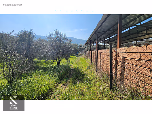 Kemalpaşa Ören Satılık Zeytinlik 1.230 m2 - İZMİR KEMALPAŞA fotoğraf 6