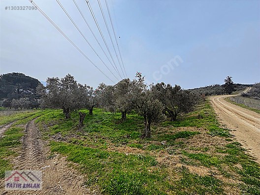 GEMLİK MURATOBA KÖYÜNDE 4695m² SATILIK ZEYTİNLİK - BURSA GEMLİK fotoğraf 30