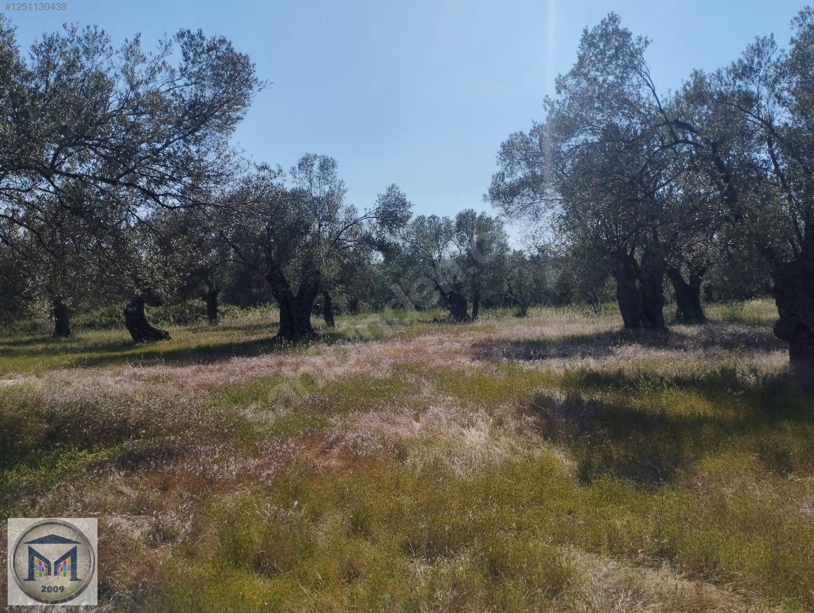 HAVRAN HAMAMBAŞI SATILIK 4.300 M2 ZEYTİNLİK - BALIKESİR HAVRAN fotoğraf 8