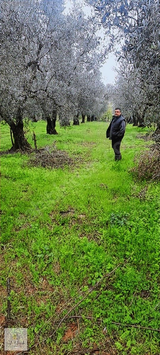 İZNİK MAHMUDİYE BAKİMLİ ZEYTİNLİK 1700 MT - BURSA İZNİK fotoğraf 5