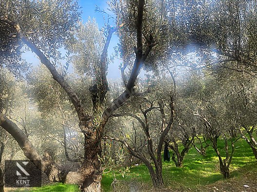 Kemalpaşa Aşağıkızılca Satılık 1758 M2 Tek Tapu Zeytinlik - İZMİR KEMALPAŞA fotoğraf 20