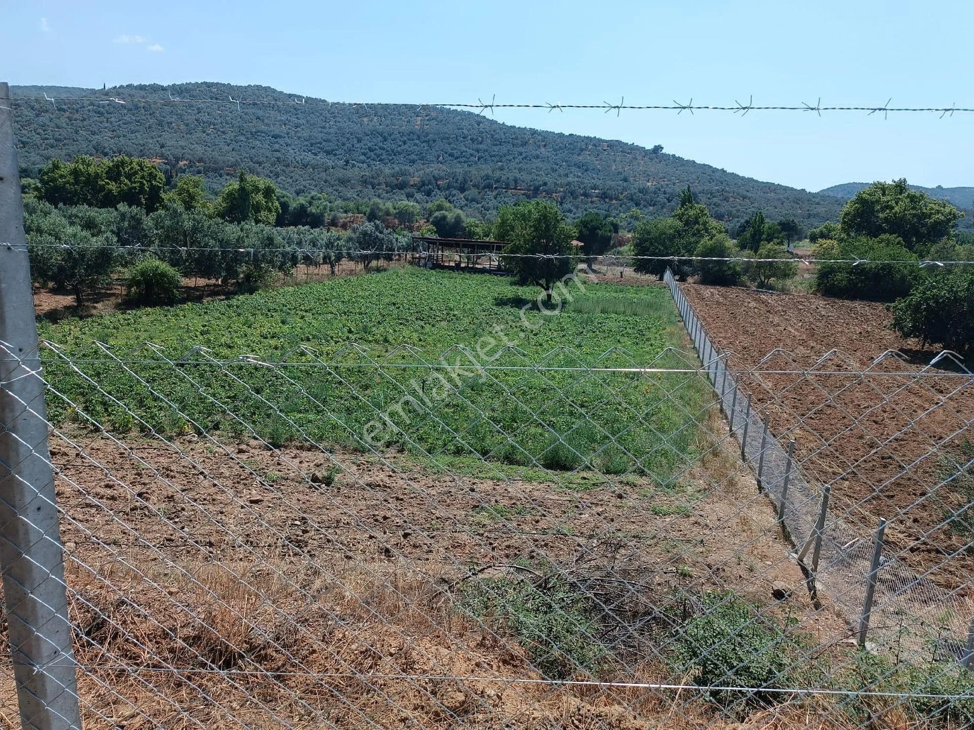 Balıkesir Burhaniye Bahadınlı Köyünde Satılık Tarla Bahçe - BALIKESİR BURHANİYE fotoğraf 6