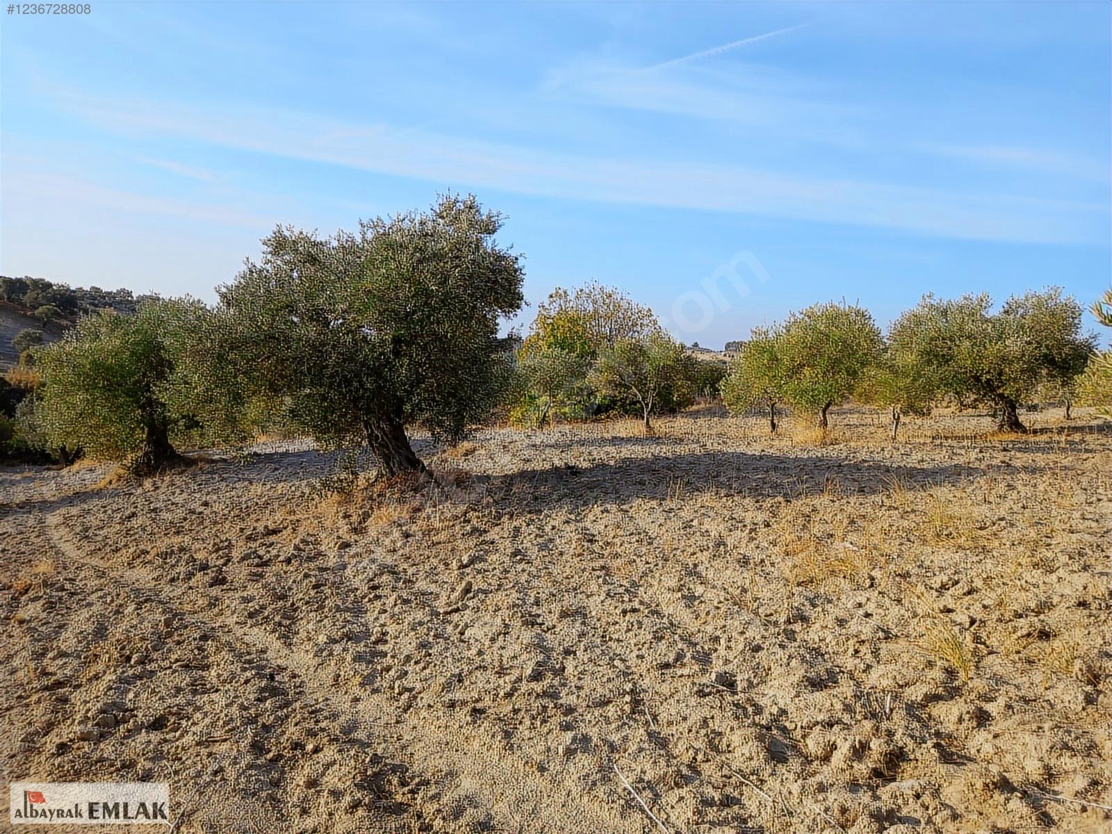 SARUHANLI HACIMUSA DA SATILIK 8.000 M2 ZEYTİNLİK 1.700.000 TL - MANİSA SARUHANLI fotoğraf 12