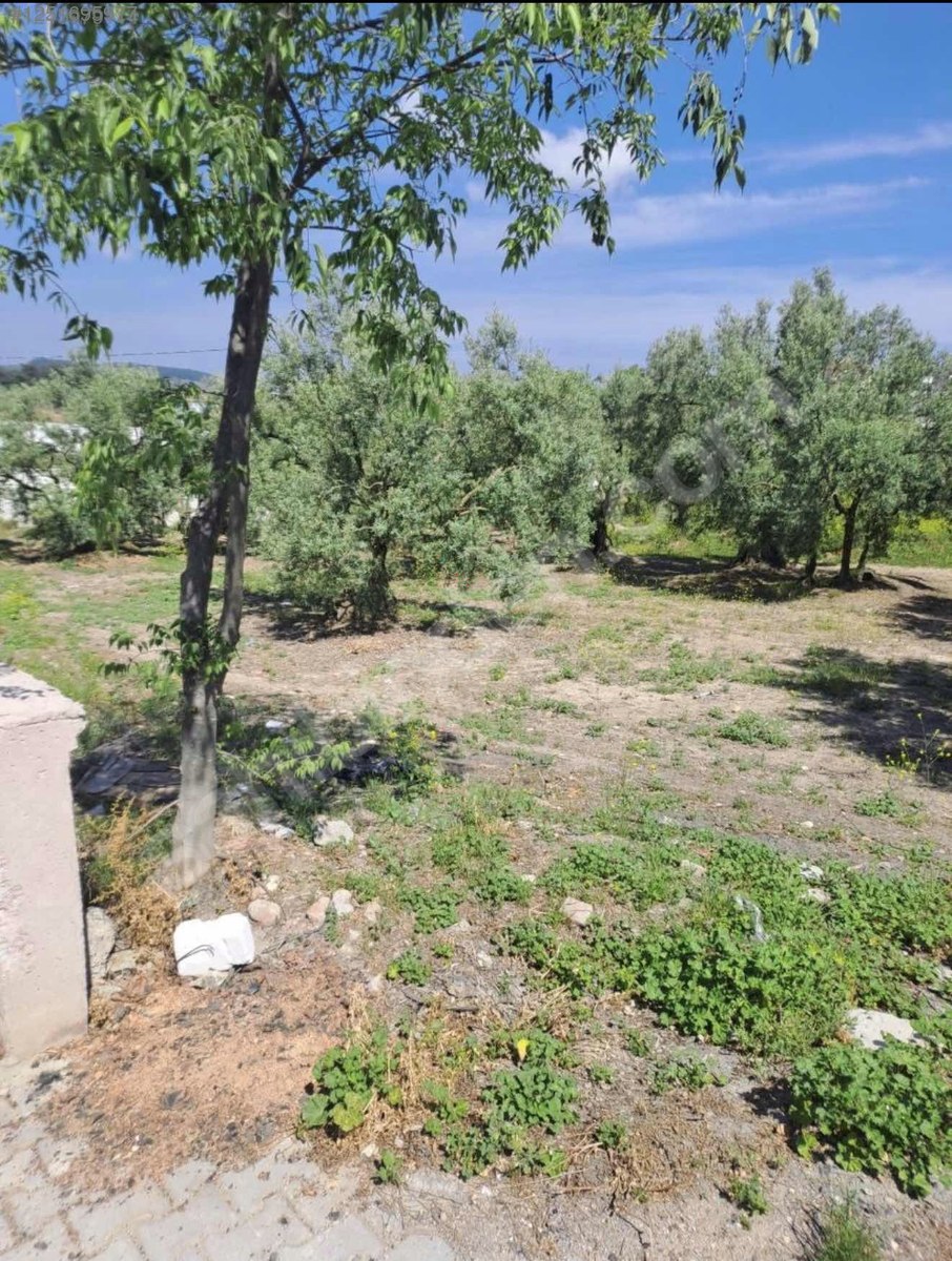 BURSA MUDANYA YAYLACIK KÖYÜNDE YAYLACIK 792 M² ZEYTİNLİK SATILIKTIR. - BURSA MUDANYA fotoğraf 12