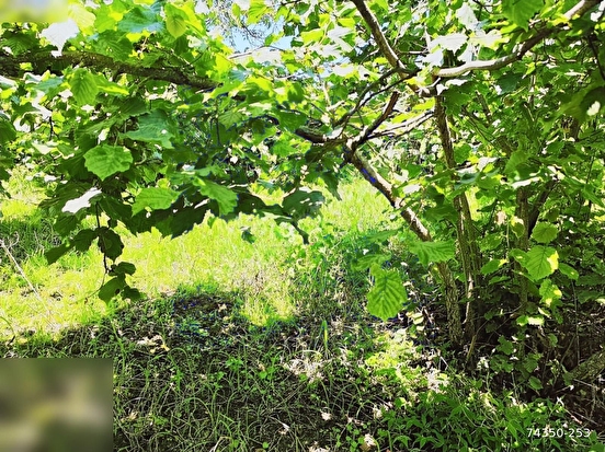 BULANCAK PAZARSUYUN,DA SATILIK EVLİK ARAZİ TAKASA AÇIK - GİRESUN BULANCAK fotoğraf 8