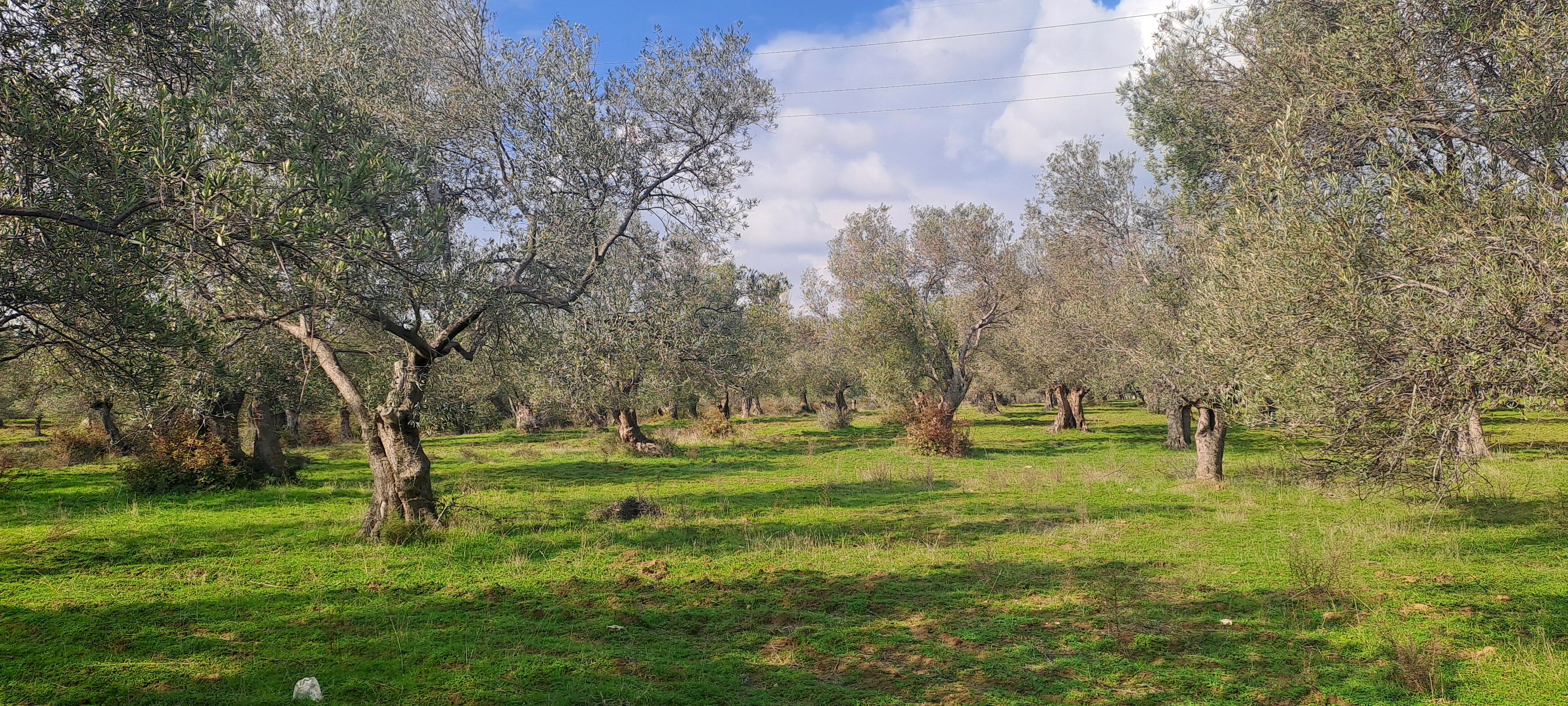 HAKANOĞLU GROUP'TAN TUZCUMURAT MAH. SATILIK ZEYTİNLİK - BALIKESİR EDREMİT fotoğraf 10