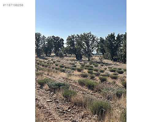 DENİZLİ BEKİLLİ YENİ  MAHALLESİNDE 5.309  M² TARLA  SATILIKTIR - DENİZLİ BEKİLLİ fotoğraf 6