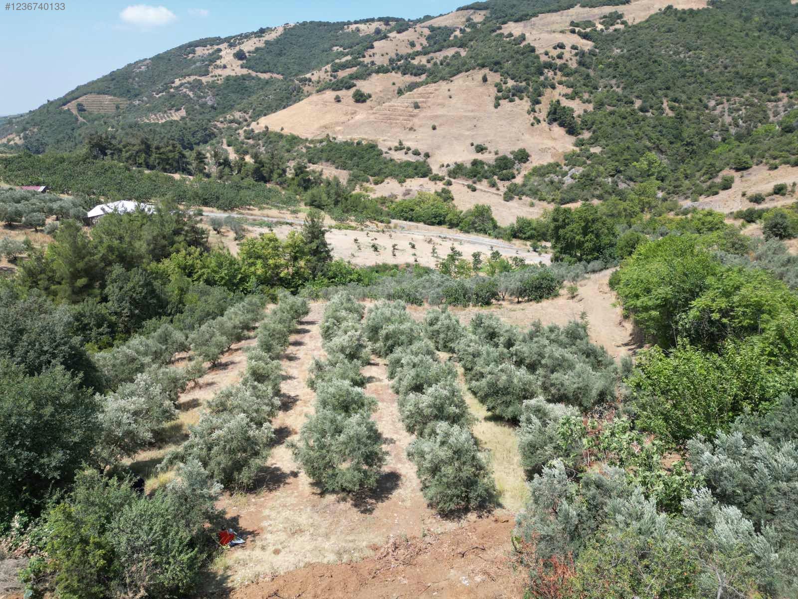 BURSA MUDANYA İPEKYAYLA KÖYÜNDE 2.144 M²  MEYVELİK SATILIKTIR - BURSA MUDANYA fotoğraf 15