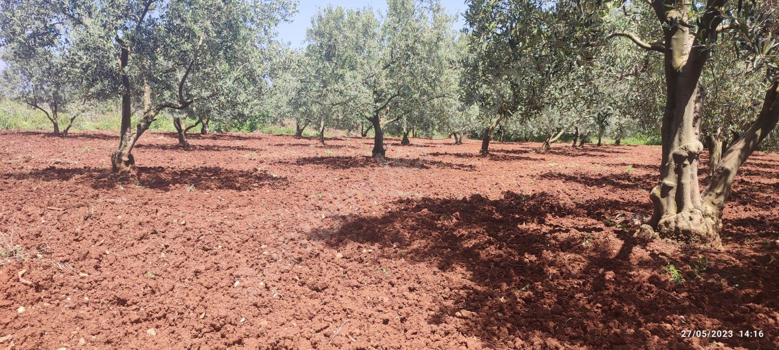 BURSA KARACABEY KARASU KÖYÜNDE 6.100  M² BAĞ SATILIKTIR - BURSA KARACABEY fotoğraf 13