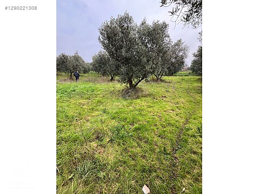 BÖLGE UZMANI HAS EMLAK DENİZ MANZARALI FIRSAT HOBİ BAHÇESİ - BURSA MUDANYA fotoğraf 20
