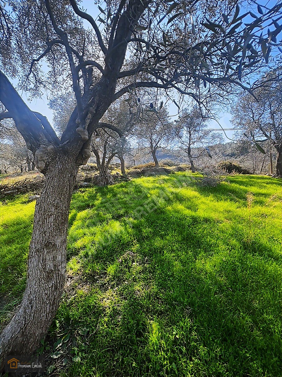 MİLAS KARACAHİSARDA KÖY İÇİ KAĞİR EV VE 980 M2 ARSASI - MUĞLA MİLAS fotoğraf 14