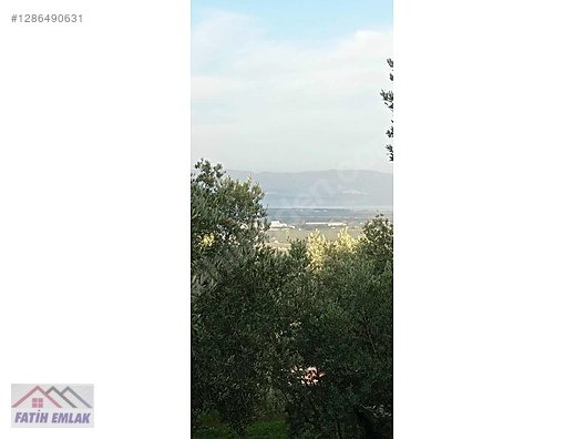 Fatih'ten Karsak ta 1245m2 yolu olan göl manzaralı zeytinlik - BURSA ORHANGAZİ fotoğraf 2