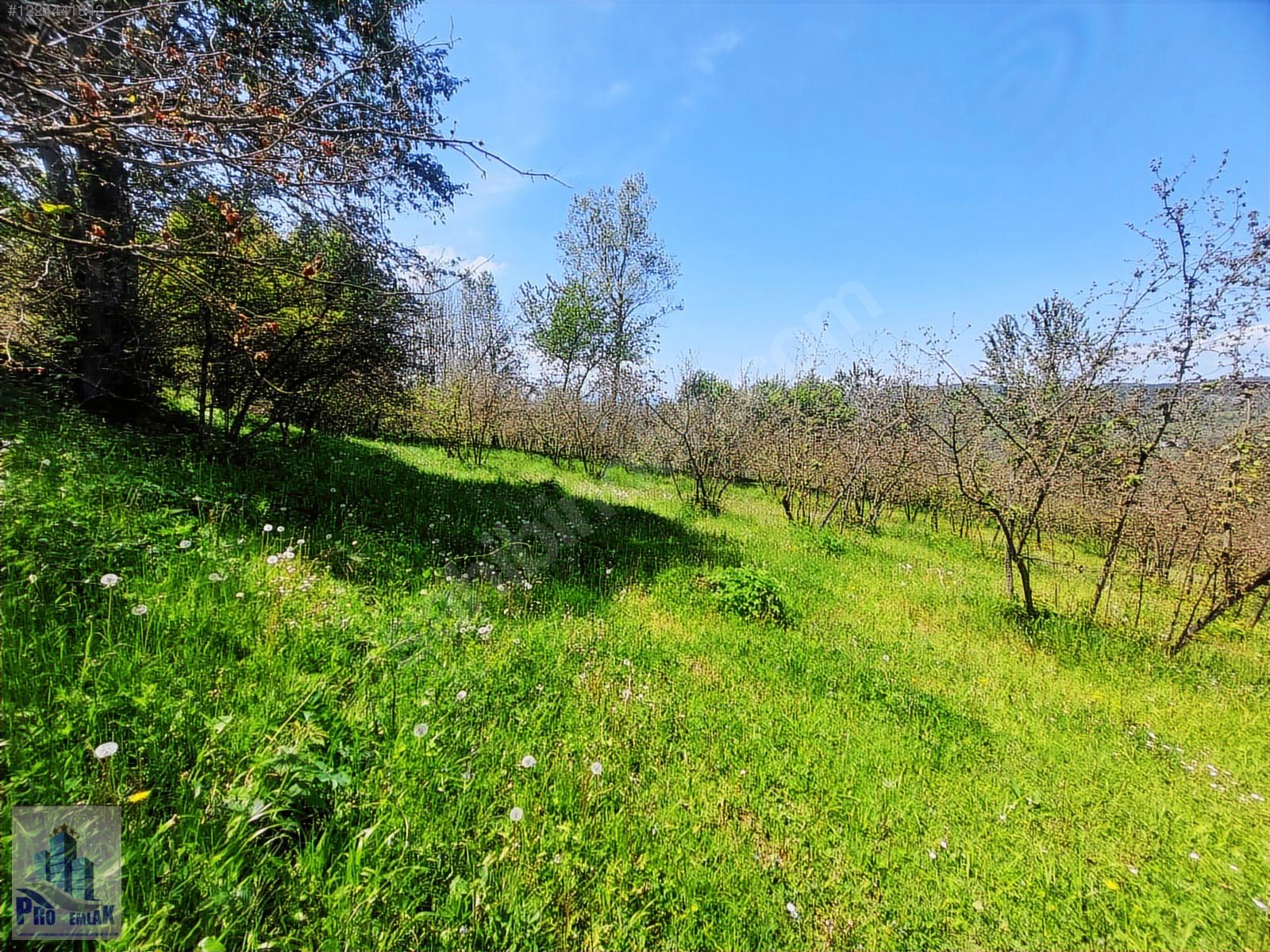 DÜZCE KAYNAŞLI BIÇKIYANI KONUT YAPILABİLİR 5009 M2 FINDIKLIK - DÜZCE KAYNAŞLI fotoğraf 3