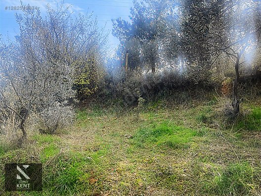 Kemalpaşa Aşağıkızılca Satılık 1758 M2 Tek Tapu Zeytinlik - İZMİR KEMALPAŞA fotoğraf 45