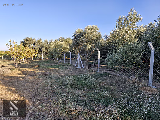 Kemalpaşa Armutlu Satılık 2300 m2 Bahçe Müstakil Parsel Tek Tapu - İZMİR KEMALPAŞA fotoğraf 14