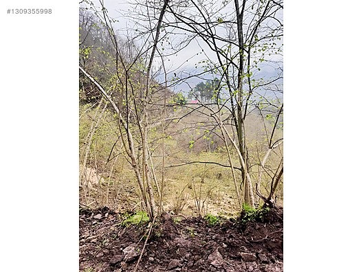 ESPİYE KAŞDİBİ KÖYÜ 4,5 DÖNÜM MANDIRA YERİ EŞILMIŞ - GİRESUN ESPİYE fotoğraf 3