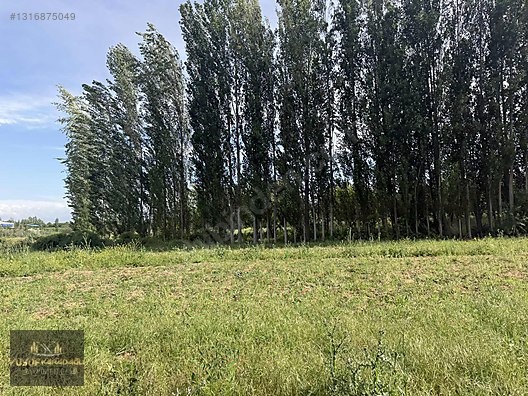 YAZIHAN KÖMÜŞHANDA ACİL SATILIK SULU TARLA - MALATYA YAZIHAN fotoğraf 16
