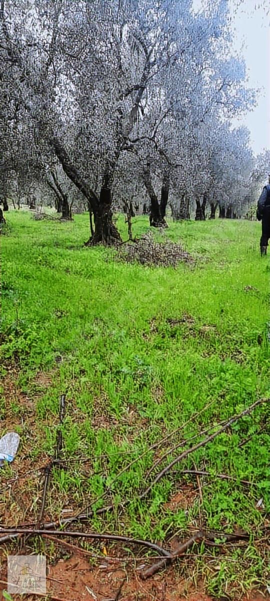 İZNİK MAHMUDİYE BAKİMLİ ZEYTİNLİK 1700 MT - BURSA İZNİK fotoğraf 6