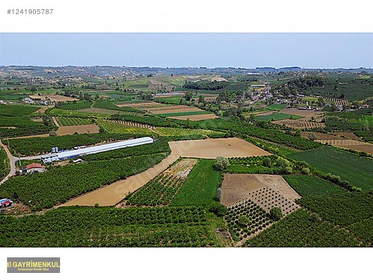 11.752 M² FIRSAT FINDIK BAHÇESİ SAKARYA KAYNARCA ZİAHMET MAH. - SAKARYA KAYNARCA fotoğraf 12