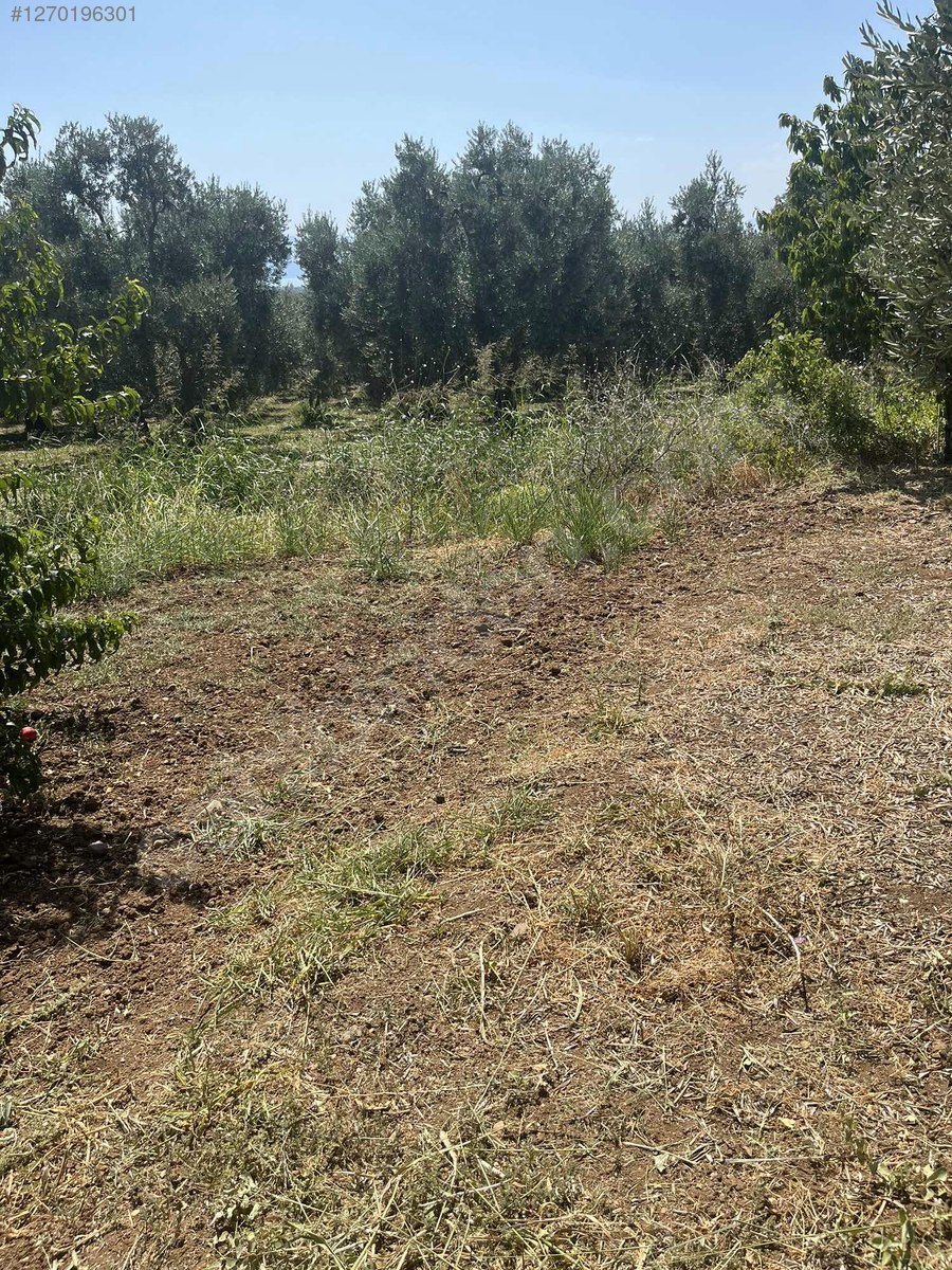 BURSA İZNİK ÖMERLİ  KÖYÜNDE 54 M² BAĞ  SATILIKTIR - BURSA İZNİK fotoğraf 22
