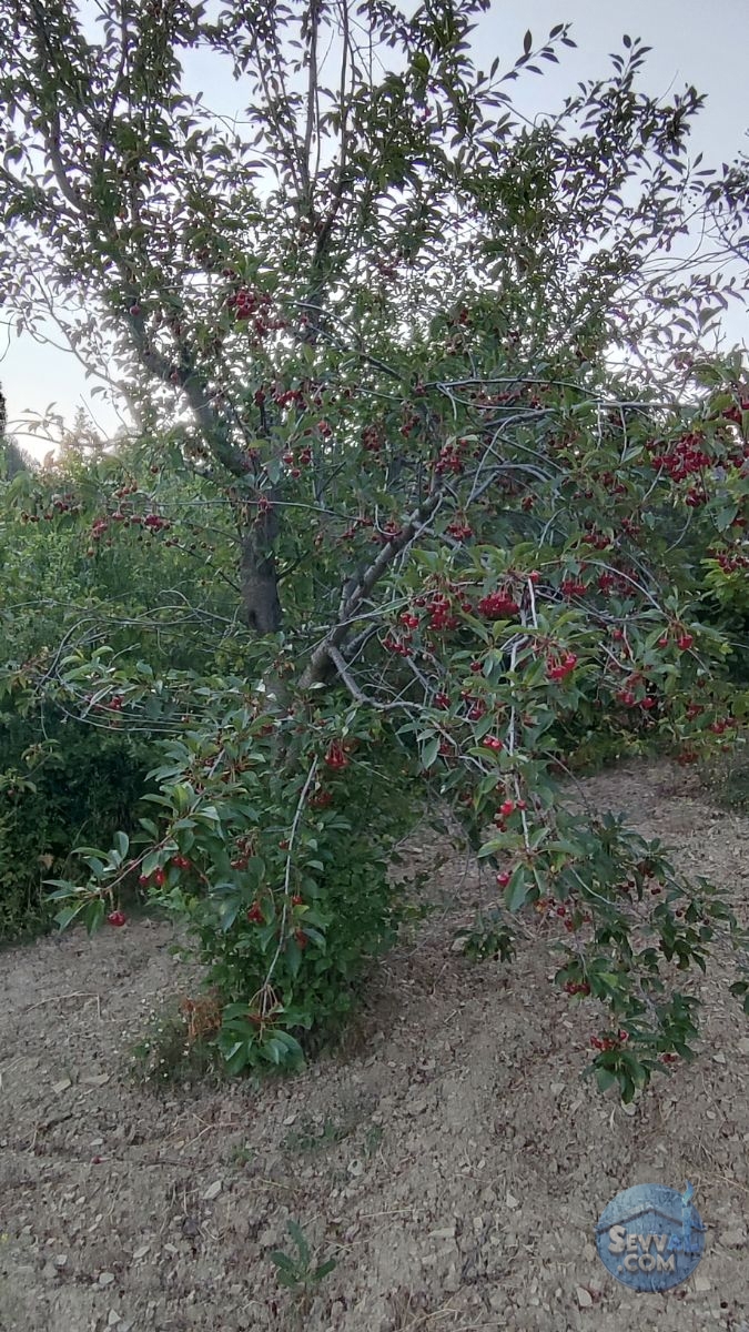 KÜTAHYA ŞAPHANE SUBAŞI'NDA SATILIK 2249m² BAHÇE - Kütahya Şaphane fotoğraf 14