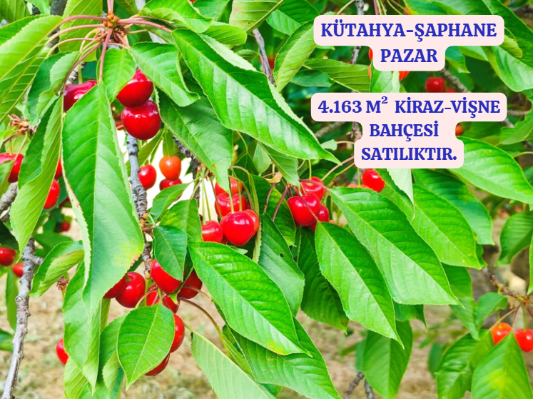 KÜTAHYA ŞAPHANE PAZAR  KÖYÜNDE 4.163 M²  VİŞNE KİRAZ BAHÇESİ  SATILIKTIR - KÜTAHYA ŞAPHANE fotoğraf 2