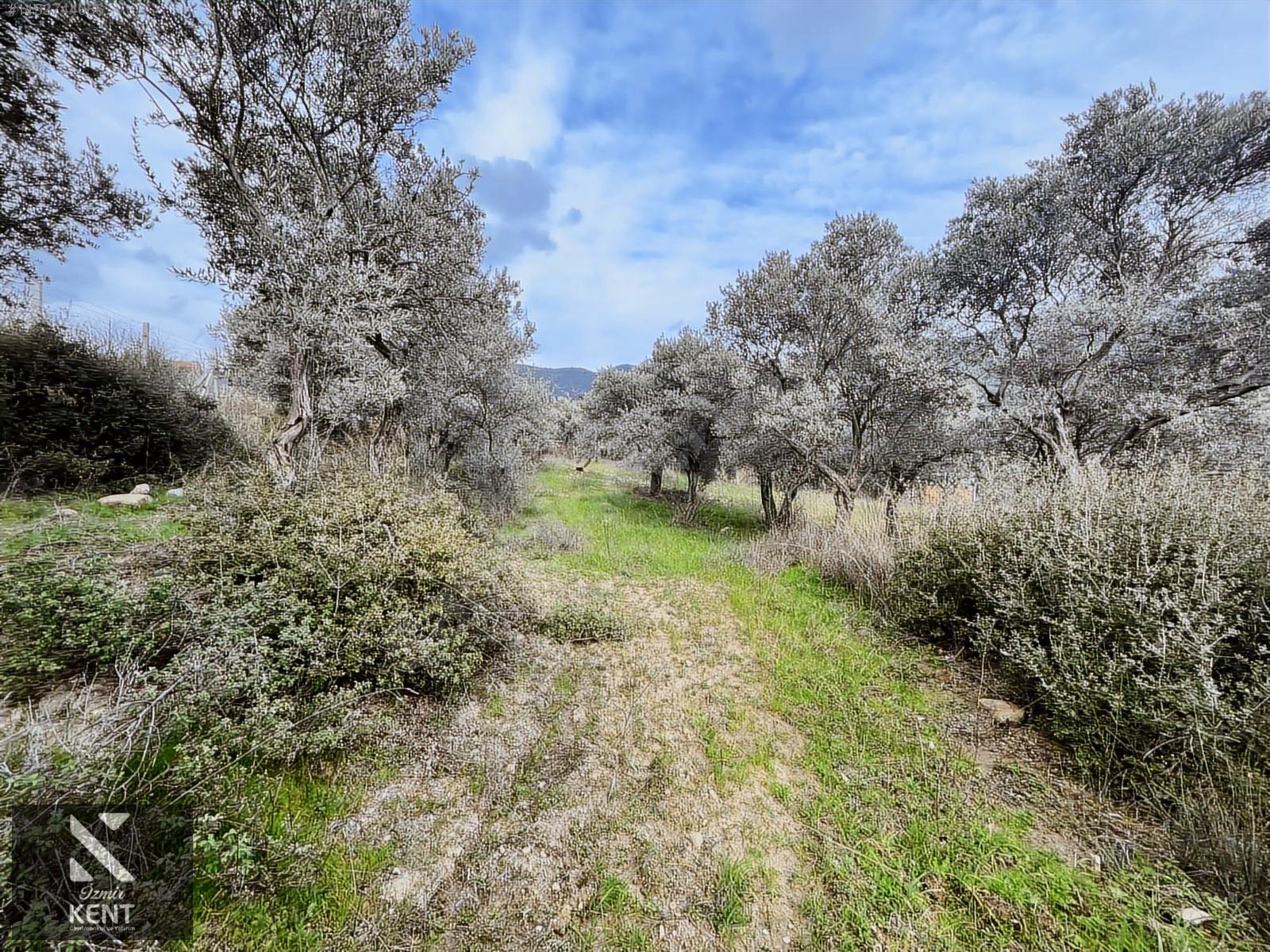 Kemalpaşa Gökyaka Satılık 2700 m2 Bahçe - İZMİR KEMALPAŞA fotoğraf 25