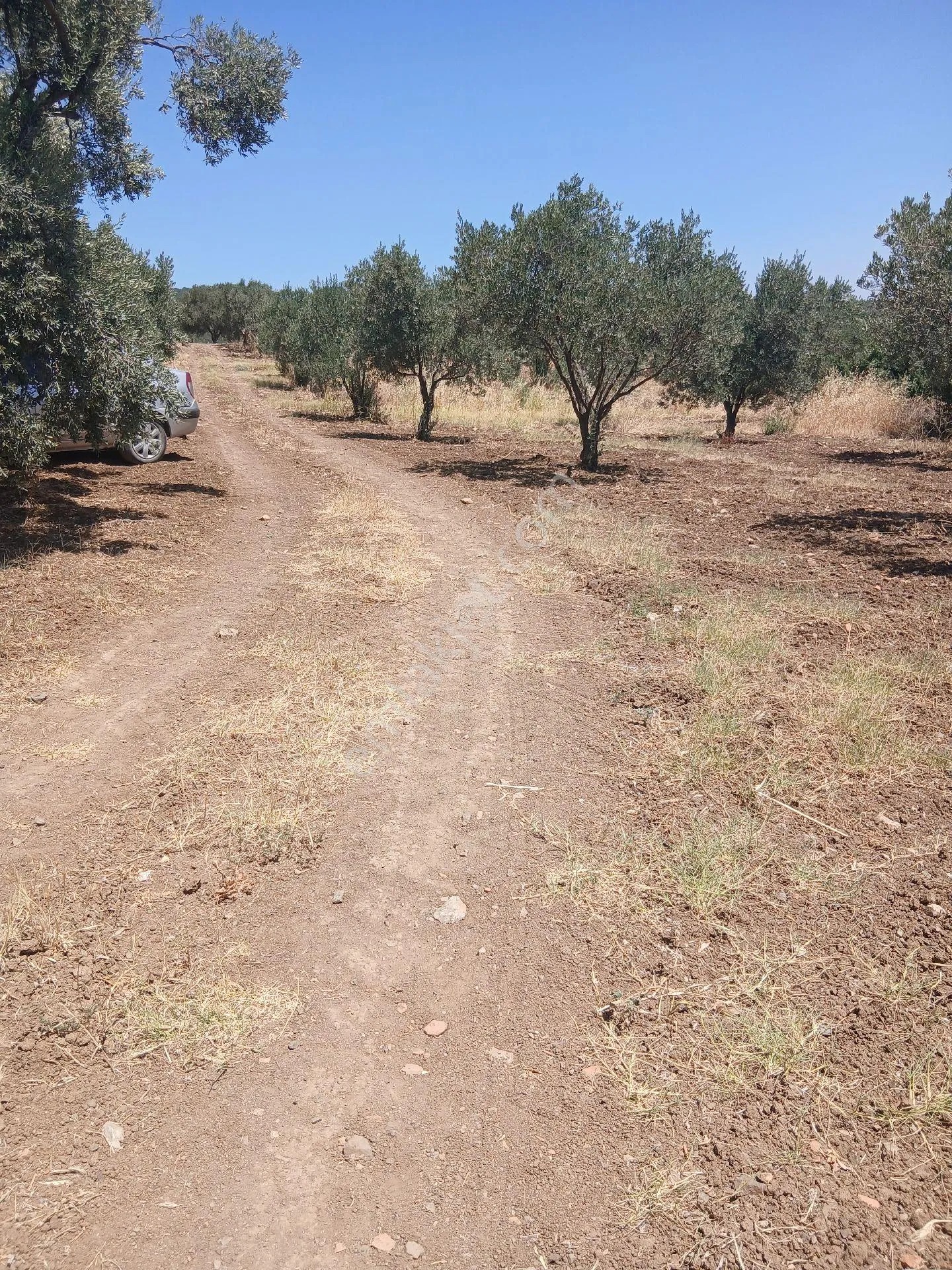 İzmir Torbalı Yazıbaşında 3.800m2 Zeytinlik Satılık - İZMİR TORBALI fotoğraf 6