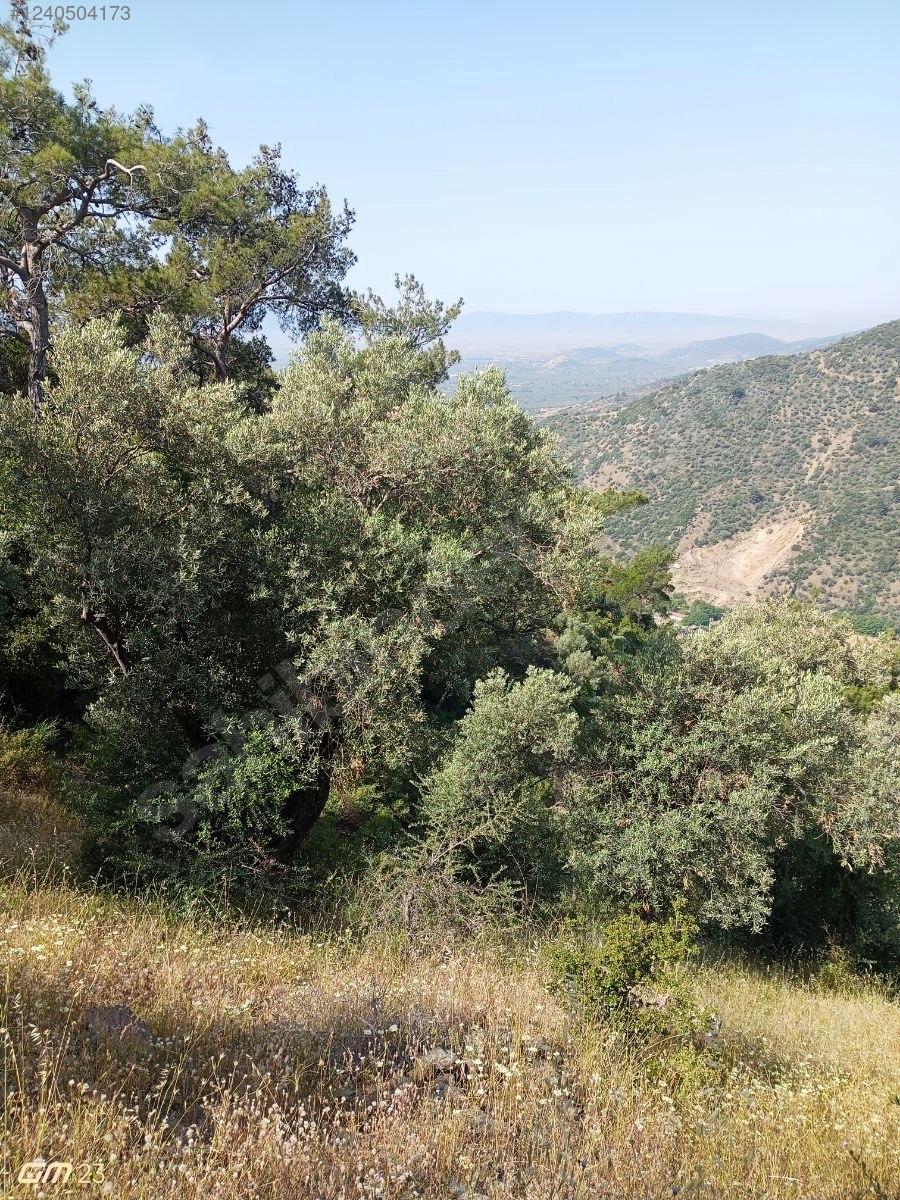 İZMİR BAYINDIR YEŞİLOVA  KÖYÜNDE 624  M² ZEYTİNLİK  SATILIKTIR - İZMİR BAYINDIR fotoğraf 10