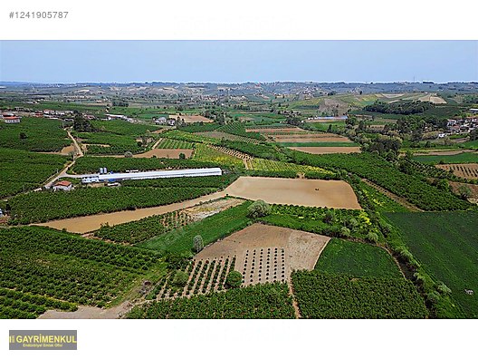 11.752 M² FIRSAT FINDIK BAHÇESİ SAKARYA KAYNARCA ZİAHMET MAH. - SAKARYA KAYNARCA fotoğraf 16