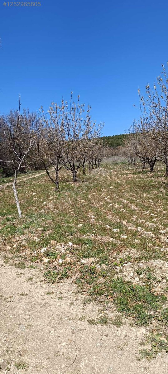 BURSA KELES MENTEŞE KÖYÜNDE  6.297  M² BAĞ SATILIKTIR - BURSA KELES fotoğraf 18