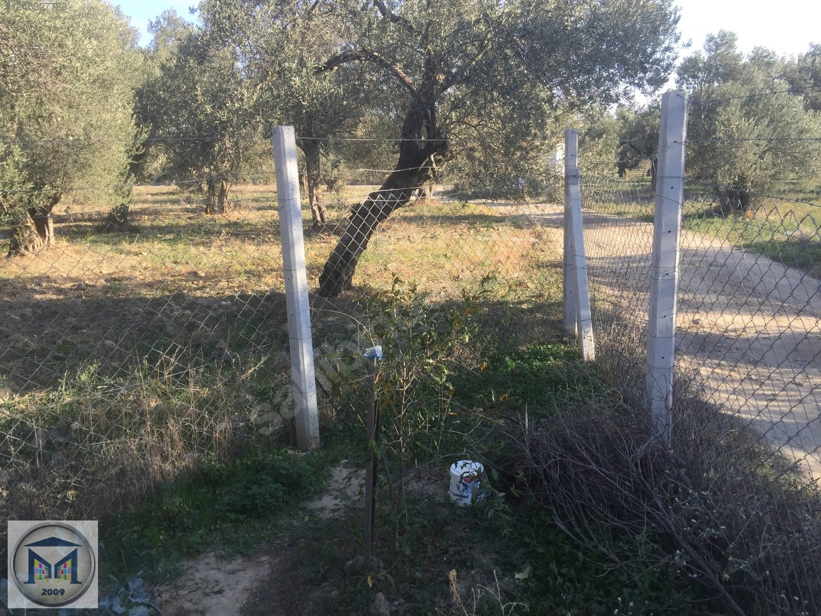 HAVRAN İNÖNÜ KÖYÜNDE 1600 M2 SATILIK ZEYTİNLİK - BALIKESİR HAVRAN fotoğraf 4