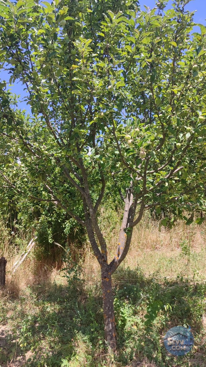 Satılık 579m² Meyve Bahçesi (Kütahya/Şaphane Karaağıl Mah.) - Kütahya Şaphane fotoğraf 26