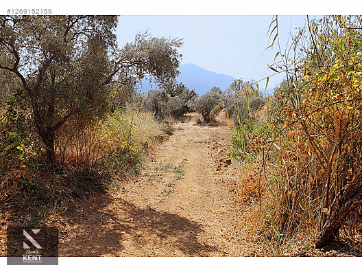 Kemalpaşa Aşağıkızılca Satılık 615 m2 Zeytinlik - İZMİR KEMALPAŞA fotoğraf 30