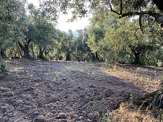 BURSA MUDANYA DEREKÖY KÖYÜNDE 3.673 M² ZETİNLİK SATILIKTIR. - BURSA MUDANYA fotoğraf 7