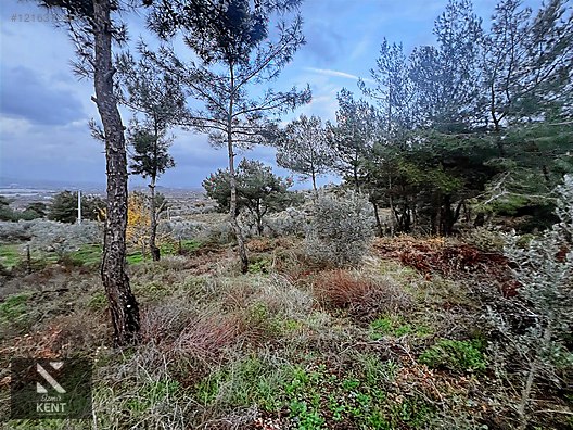Kemalpaşa Armutlu Hürriyet Mah. Satılık 1.950 m2 Bahçe - İZMİR KEMALPAŞA fotoğraf 14