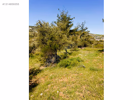 PANORAMİK MANZARALI YATIRIMLIK ZEYTİNLİK - HATAY YAYLADAĞI fotoğraf 33