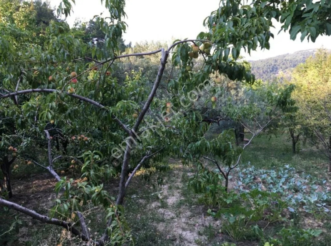 Yeliz'den Manisa Soma'da Merkeze Yakın Hobi Bahçesi - MANİSA SOMA fotoğraf 18