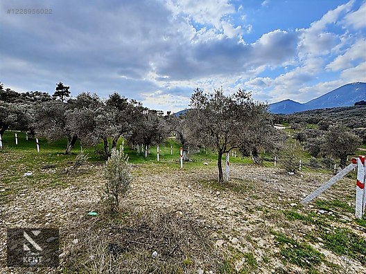 Kemalpaşa Vişneli Satılık 370 m2 Bahçe Elektrik Su Yol - İZMİR KEMALPAŞA fotoğraf 23