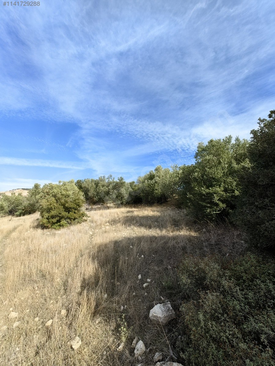 İZMİR ALİAĞA AŞAĞIŞAKRAN KÖYÜ’NDE 7.507 M² ZEYTİNLİK SATILIKTIR - İZMİR ALİAĞA fotoğraf 8
