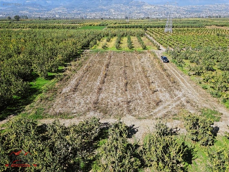 SAKARYA GEYVE UMURBEY MAH. 2444,26 M2 SATILIK TARLA - SAKARYA GEYVE fotoğraf 8