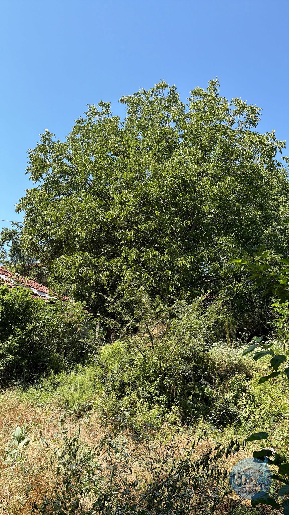 AĞLASUN SAKARCA MAHALLESİNDE SATILIK MUHTELİF ARSA - BURDUR AĞLASUN fotoğraf 19