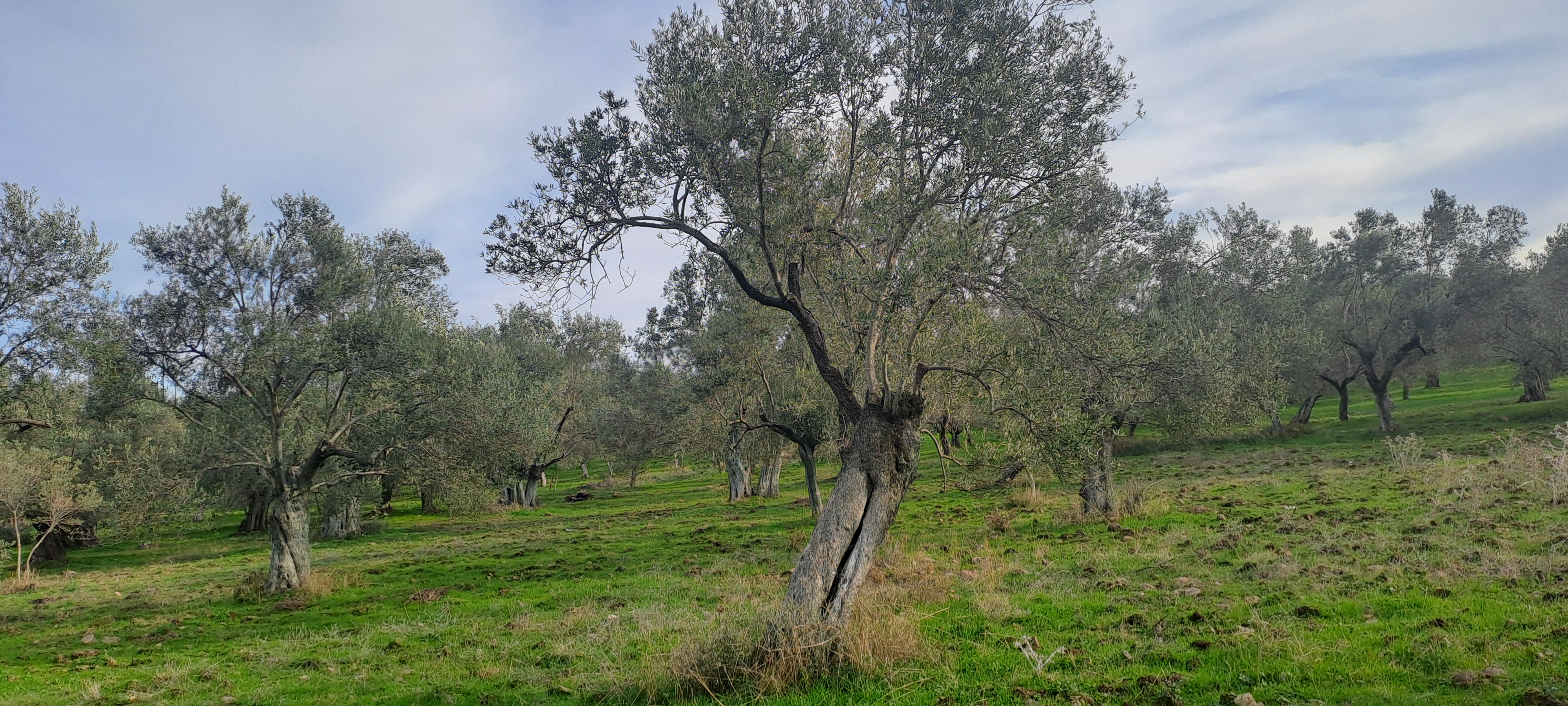 HAKANOĞLU GROUP'TAN MESCİT MAH.SATILIK ZEYTİNLİK - BALIKESİR HAVRAN fotoğraf 23