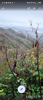 perşembe boğazcık köyü satılık, onbir dönüm fındık bahçesi.11779m2 - ORDU PERŞEMBE fotoğraf 5
