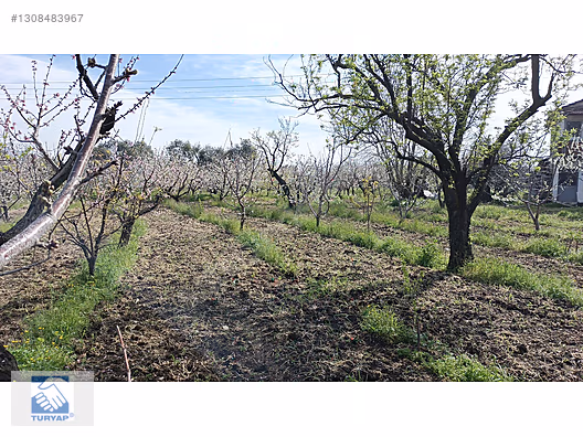 Kemalpaşa M.Akif Ersoy Mah. Satılık 4202m2 Bahçe - İZMİR KEMALPAŞA fotoğraf 19