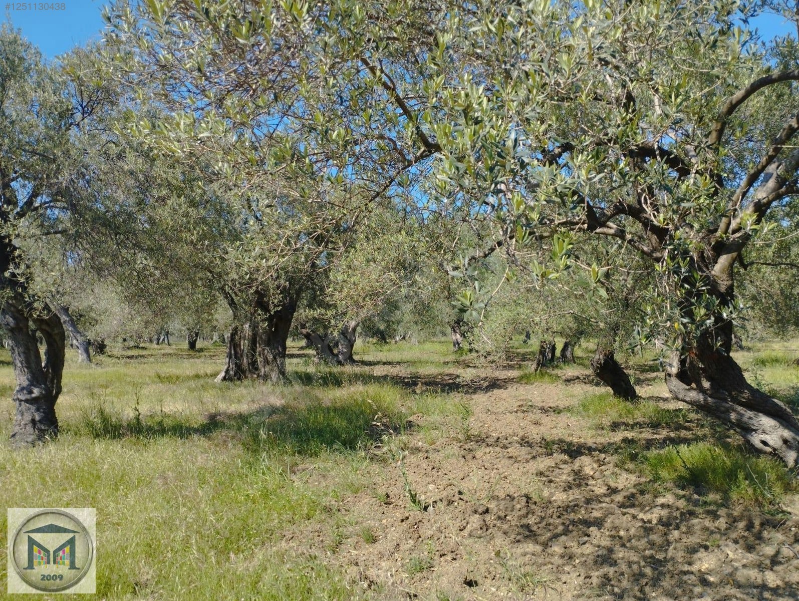 HAVRAN HAMAMBAŞI SATILIK 4.300 M2 ZEYTİNLİK - BALIKESİR HAVRAN fotoğraf 21